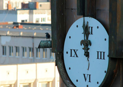 Bird on clock tower