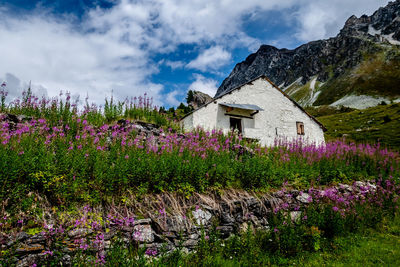 Purple flowering plants on field by buildings against sky