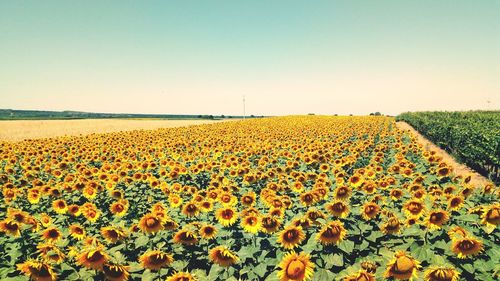 Scenic view of sunflower field against clear sky