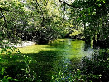 Trees and grass in water