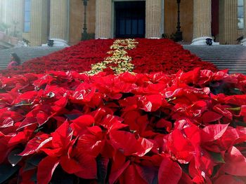 Close-up of red flowers