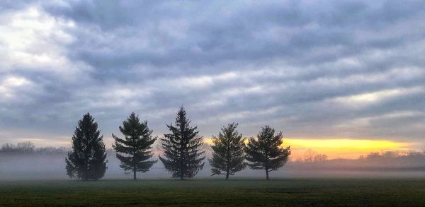 Trees on field against sky during sunset