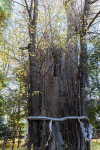 Low angle view of trees in forest