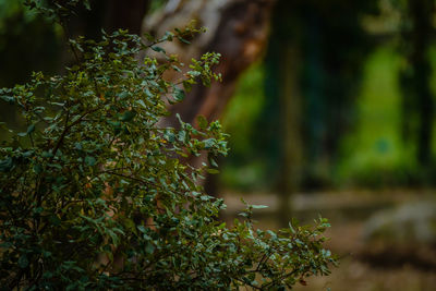 Close-up of lichen growing on tree in forest