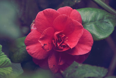 Close-up of pink flower blooming outdoors