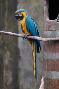 Side view of a parrot perched on stem
