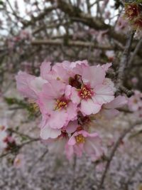 Close-up of insect on pink flowers