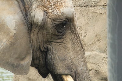 Close-up of elephant in zoo