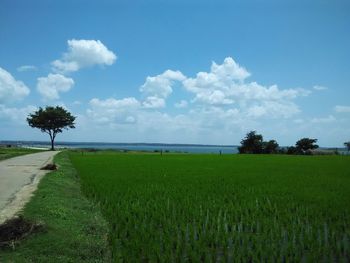 Scenic view of agricultural field against sky