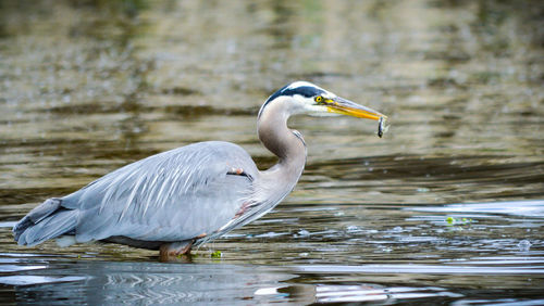 Side view of gray heron with fish in lake