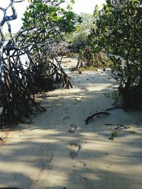 Trees on beach