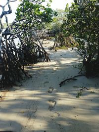 Trees on beach