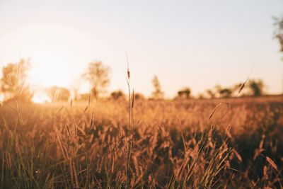 Close-up of grass on field against clear sky