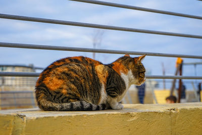 Close-up of cat sitting on railing against sky