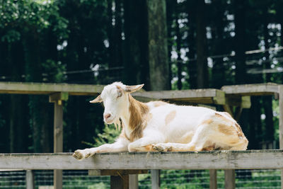 Sheep in a ranch