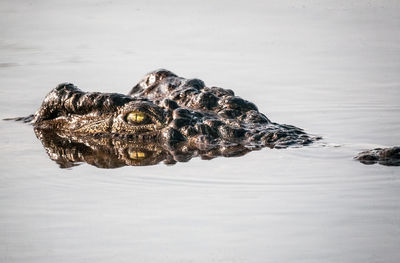 Close-up of crocodile swimming in lake