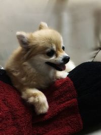 Close-up of a dog looking away