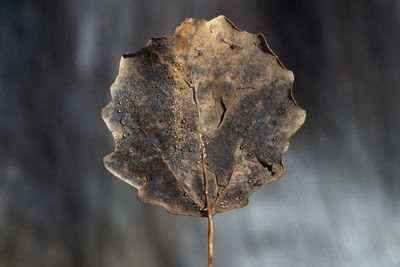 Withered autumn poplar leaf.