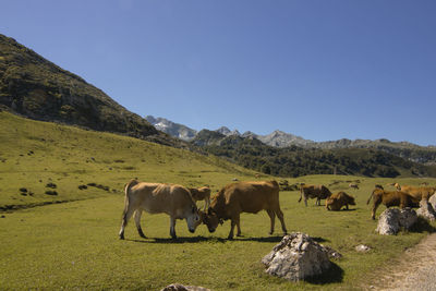 Landscape showing a couple of cows playing on a valley in lagos de covadonga in spain