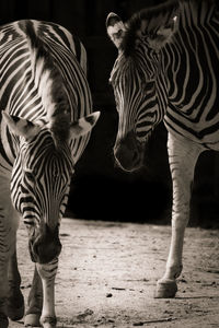 Close-up of zebra