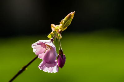 Close-up of purple flowering plant