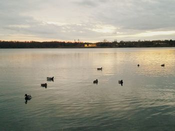 Swans swimming in lake against sky