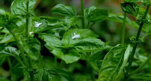 Close-up of fresh green plants in water