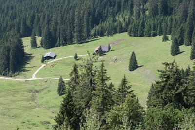 Scenic view of pine trees in forest