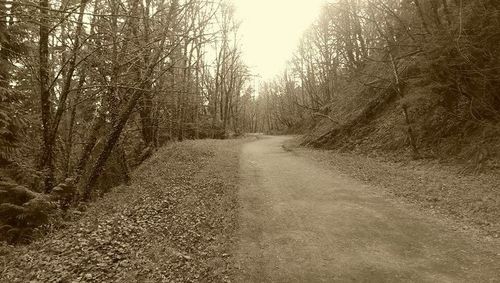 Road passing through forest