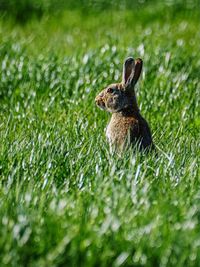 Close-up of rabbit on grassy field