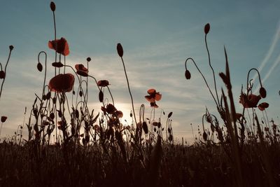 Close-up of red poppy flowers on field against sky