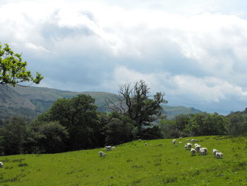 Scenic view of trees on field against sky