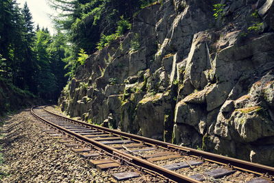 Railroad tracks amidst plants and trees