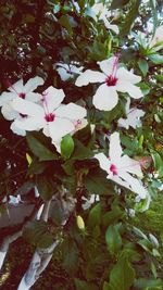 Pink flowers blooming on tree