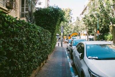 Road amidst trees in city