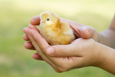 Close-up of a hand holding bird