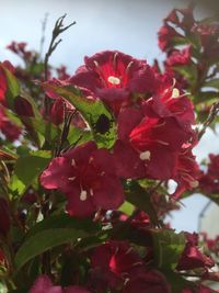 Close-up of pink flowers