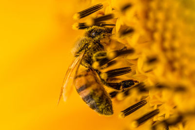 Close-up of bee pollinating on yellow flower