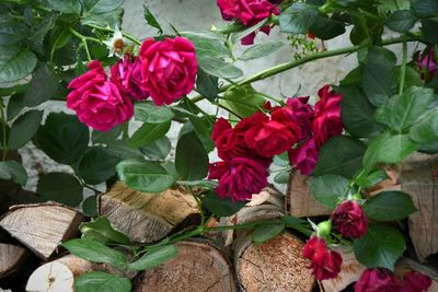 Close-up of pink rose blooming outdoors