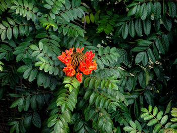 Close-up of red flowering plant