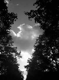 Low angle view of trees against sky