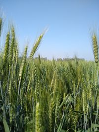 Close-up of wheat growing on field against clear sky