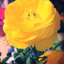 Close-up of yellow flower