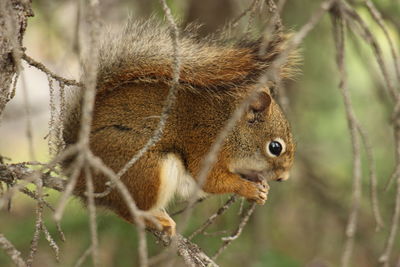 Close-up of squirrel