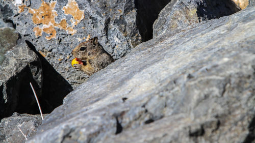 Close-up of squirrel eating fruit