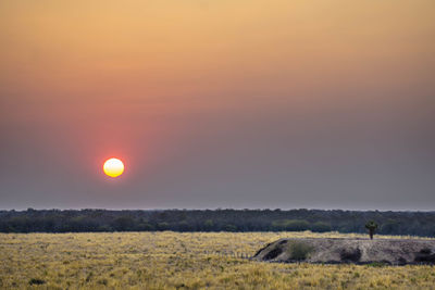 View of a field at sunset