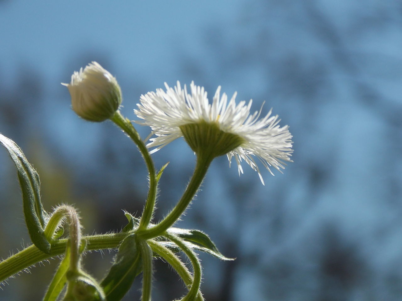 flower, growth, freshness, fragility, focus on foreground, flower head, close-up, plant, beauty in nature, stem, nature, petal, white color, blooming, bud, single flower, in bloom, wildflower, day, botany