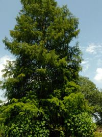 Low angle view of tree against sky