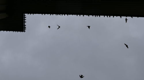 Low angle view of silhouette birds flying against clear sky