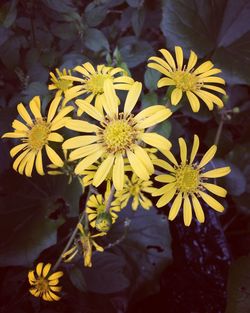 High angle view of yellow flowers growing in lawn